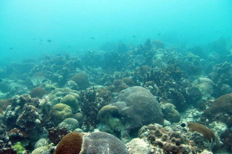NYUAD researchers find new method to allow corals to rapidly respond to climate change