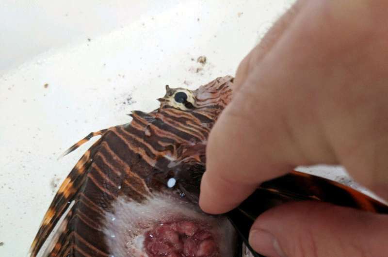 Open sores, lower numbers likely not invasive lionfish's end