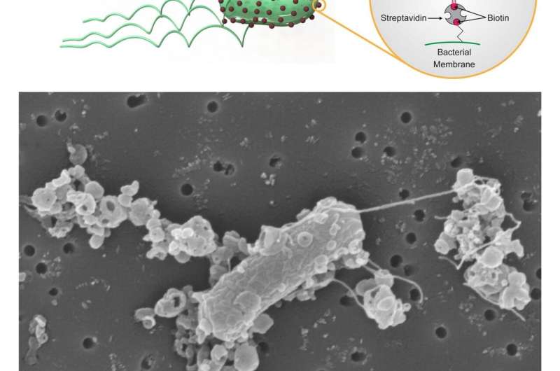 Personalized microrobots swim through biological barriers, deliver drugs to cells