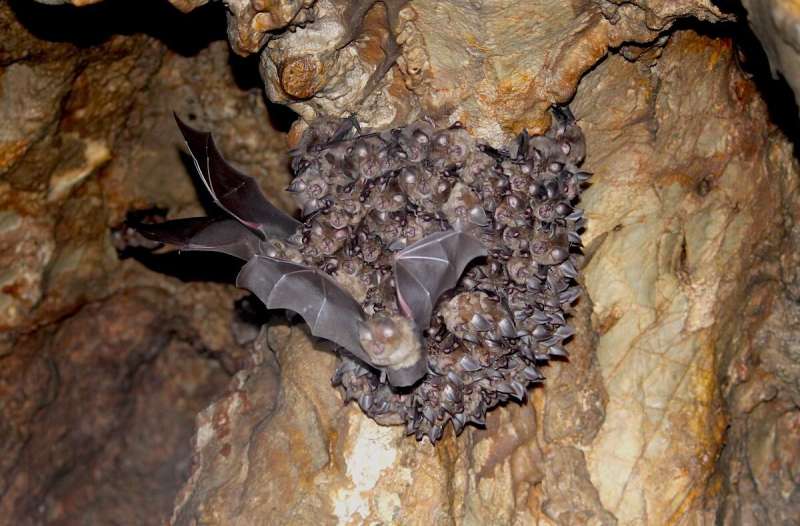 Predicting the impacts of white-nose syndrome in bats