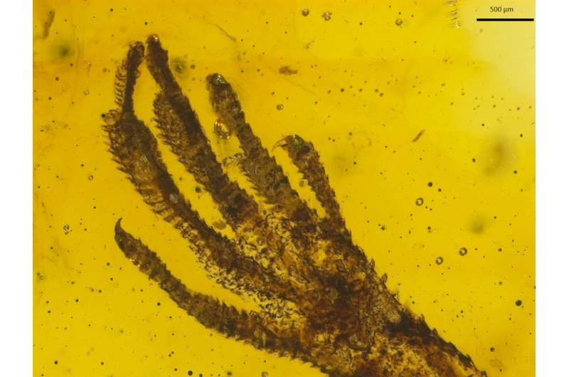 Rare lizard fossil preserved in amber