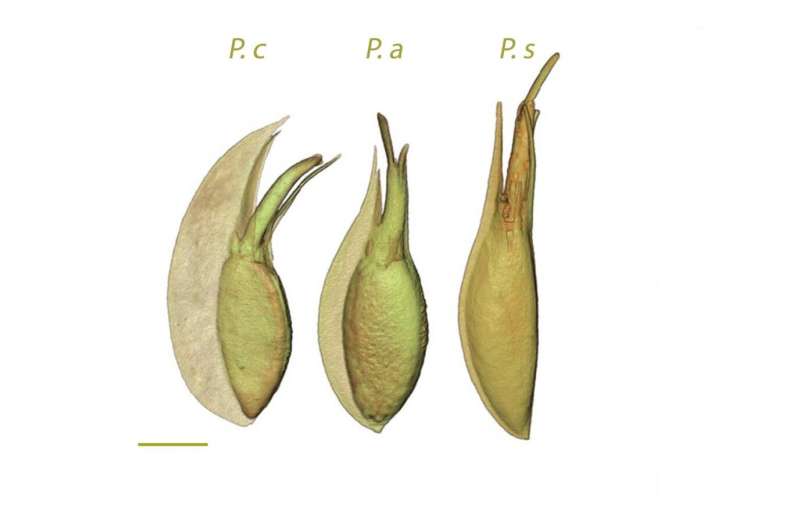 Research reveals unique reproductive trait for seagrass