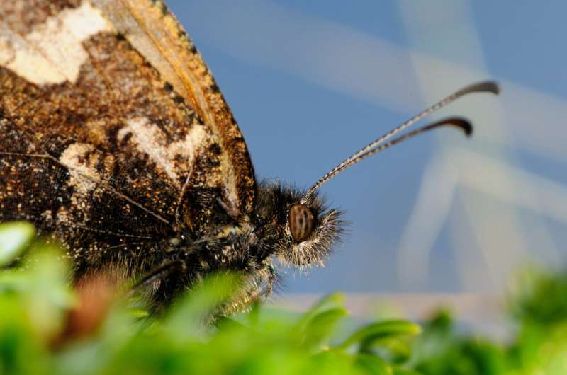 Scientists' warning to humanity on insect extinctions