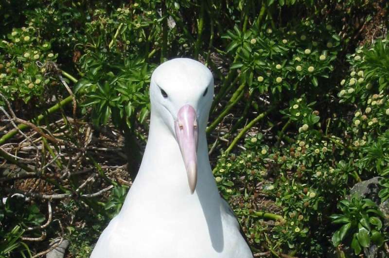 Study Confirms Plastics Threat to South Pacific Seabirds