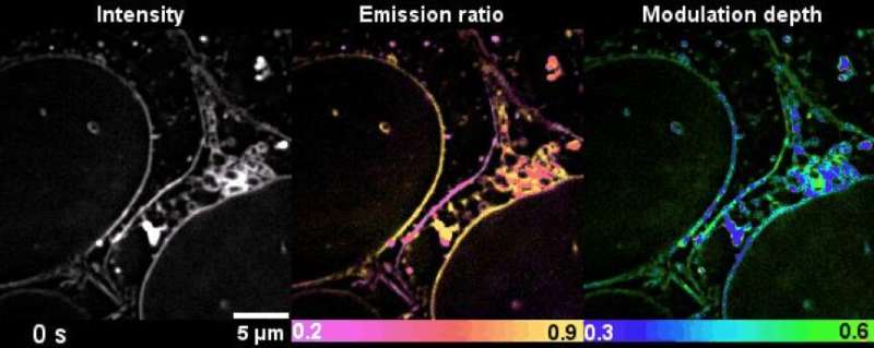 Super-resolution 'street view' microscopy hits the SPOT