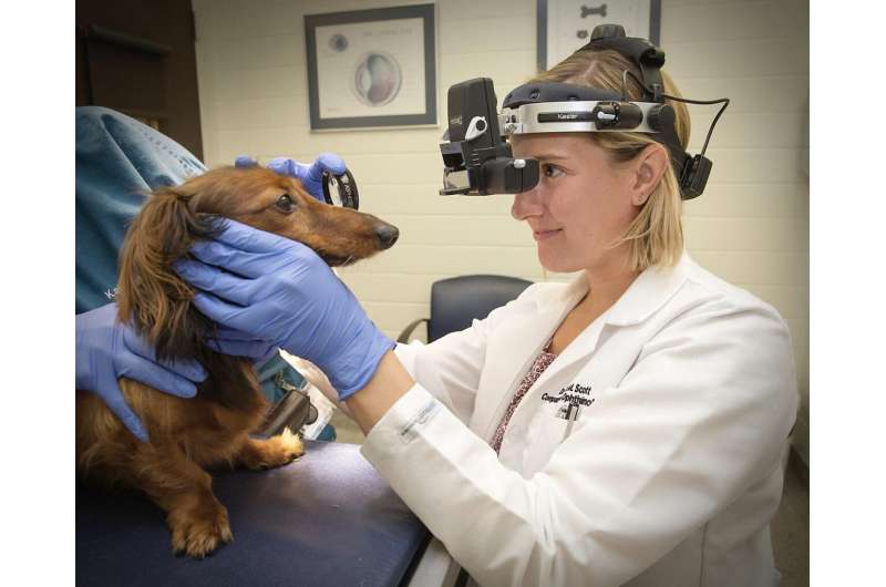 德克萨斯州A&M的研究人员开发了姜黄用于犬类眼部疾病的治疗
