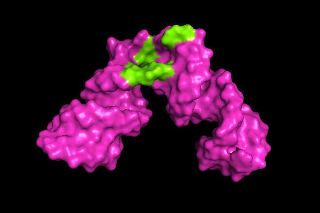 UMD researchers develop tools to sharpen 3D view of large RNA molecules