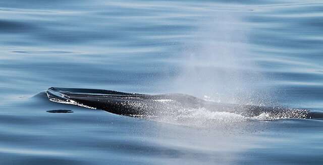 Using sound and environmental DNA to find an elusive, endangered whale