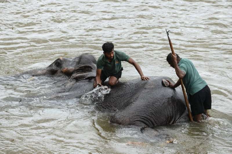 Virus gives Sri Lanka's threatened elephants a reprieve