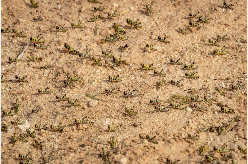 "Where it begins": Young hungry locusts bulk up in Somalia