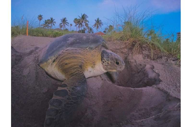 World's most complete health analysis of nesting sea turtles conducted in Florida