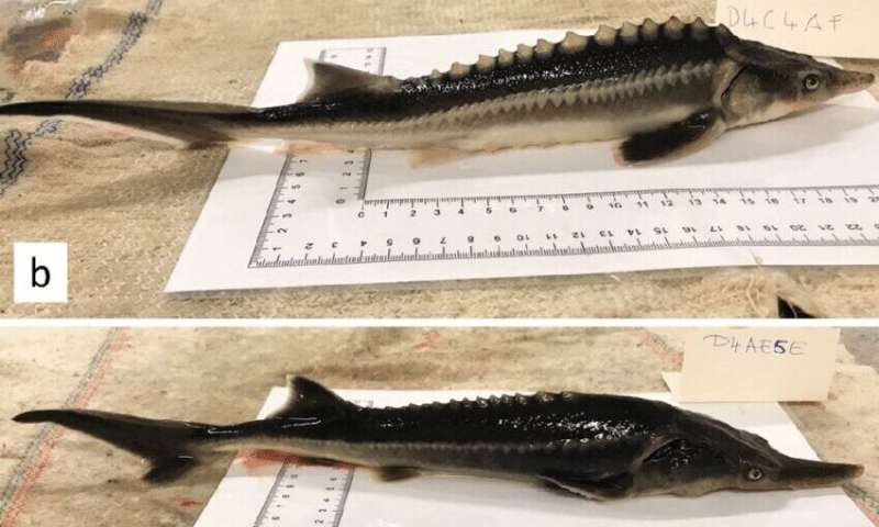 Researchers accidentally breed sturddlefish