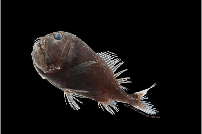 Scientists discover how deep-sea, ultra-black fish disappear
