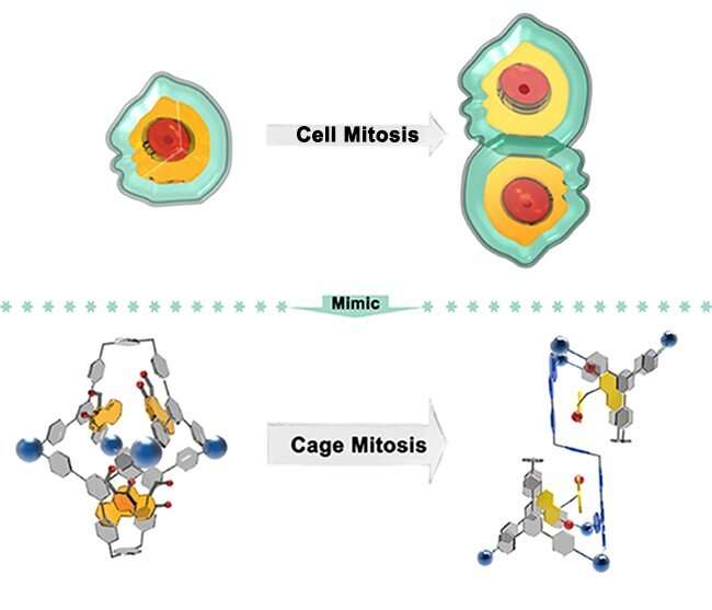 Researchers reveal guest-reaction-driven cage to conjoined twin-cage, mitosis-like host transformation