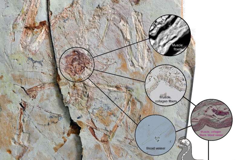 Scientists prove bird ovary tissue can be preserved in fossils