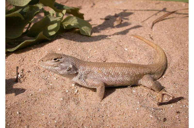 Researchers identify unique populations of dunes sagebrush lizard