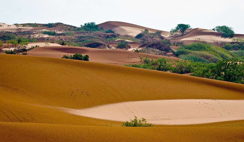 Researchers identify unique populations of dunes sagebrush lizard