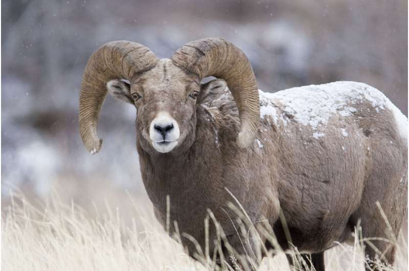 Researchers study genetic outcomes of translocating bighorn sheep