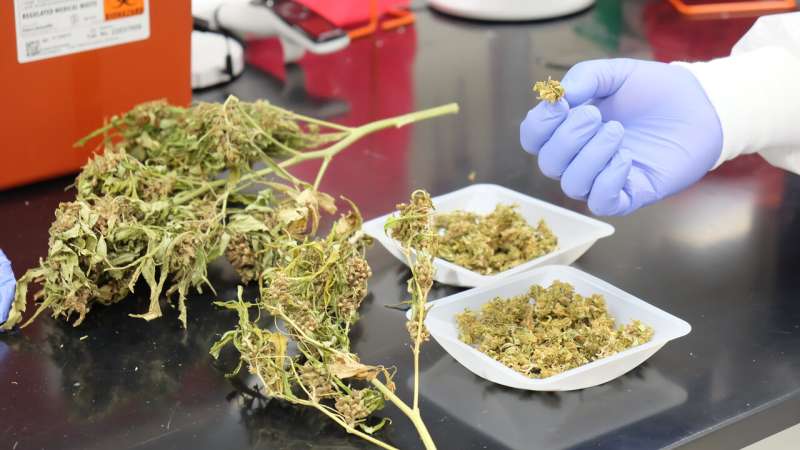 Researchers analyze safety of industrial hemp as cattle feed