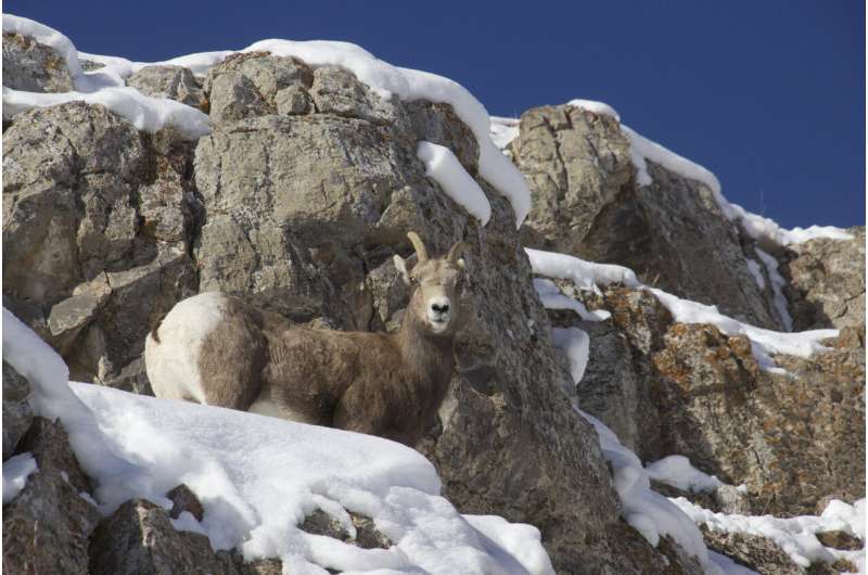 Researchers study genetic outcomes of translocating bighorn sheep