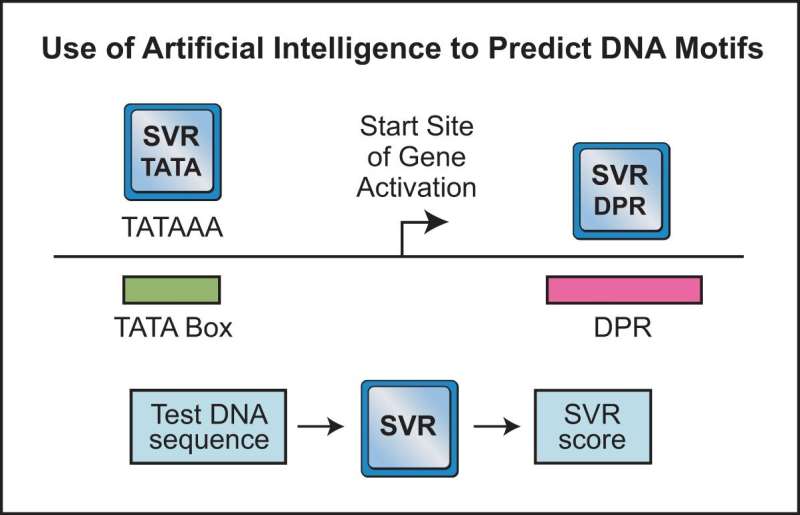 Artificial intelligence aids gene activation discovery