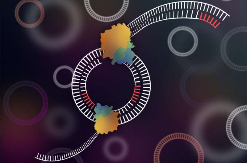 Scientists develop tool to sequence circular DNA