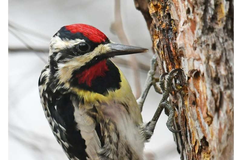 Understanding how birds respond to extreme weather can inform conservation efforts