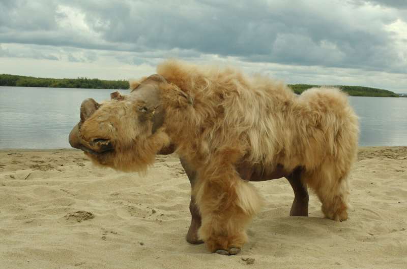 Ancient genomes suggest woolly rhinos went extinct due to climate change, not overhunting