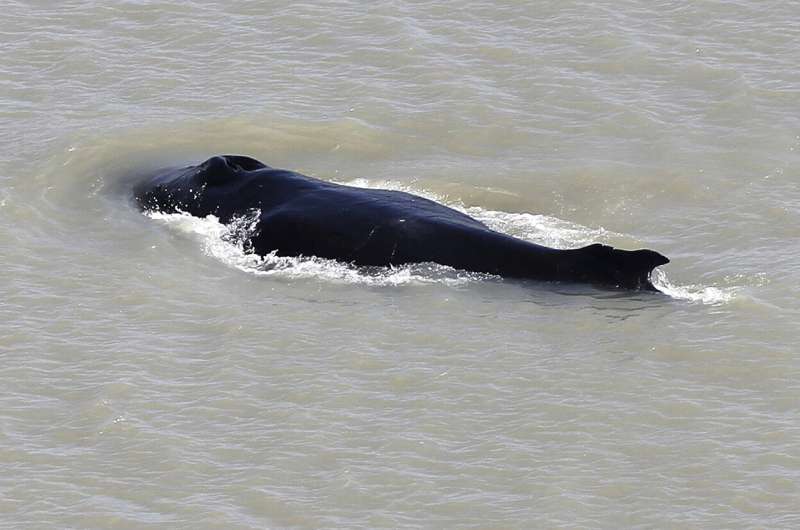 Australians hope to save whale from crocodile-infested river