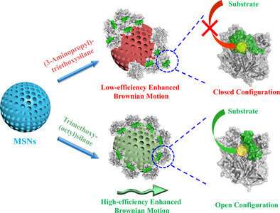 Controlling the speed of enzyme motors brings biomedical applications of nanorobots closer