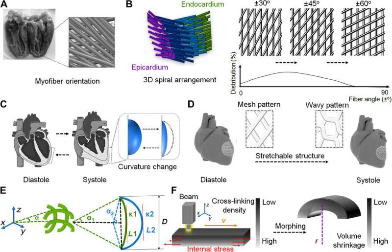 Four-dimensional physiologically adaptive cardiac patch