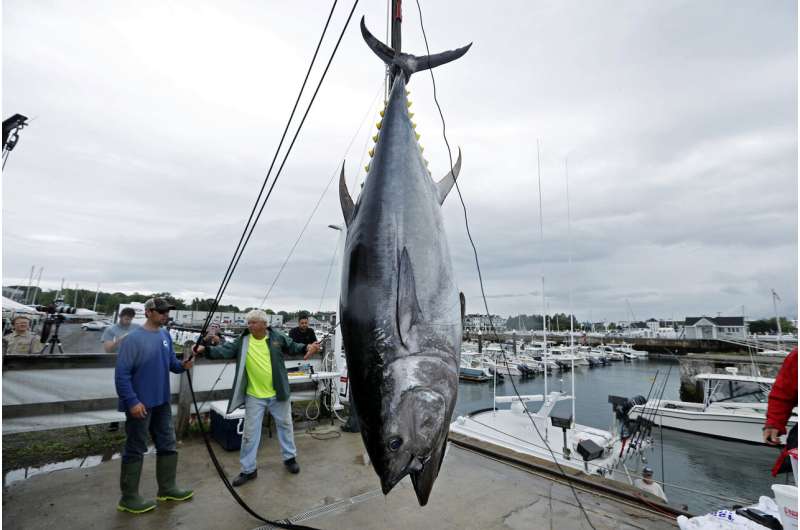 Japan seeks to boost catch limits of prized bluefin tuna
