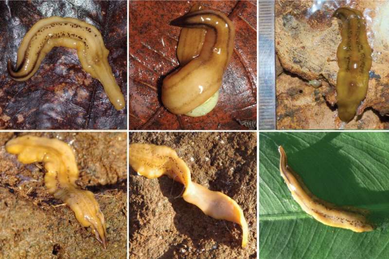 Land flatworms are invading the West Indies