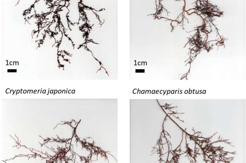 New method for capturing carbon via root exudates in wild forest