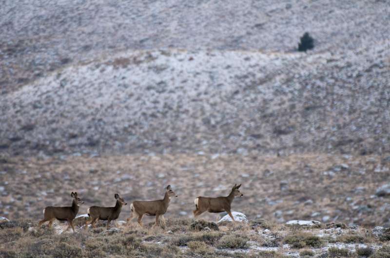 New study finds surface disturbance can limit mule deer migration