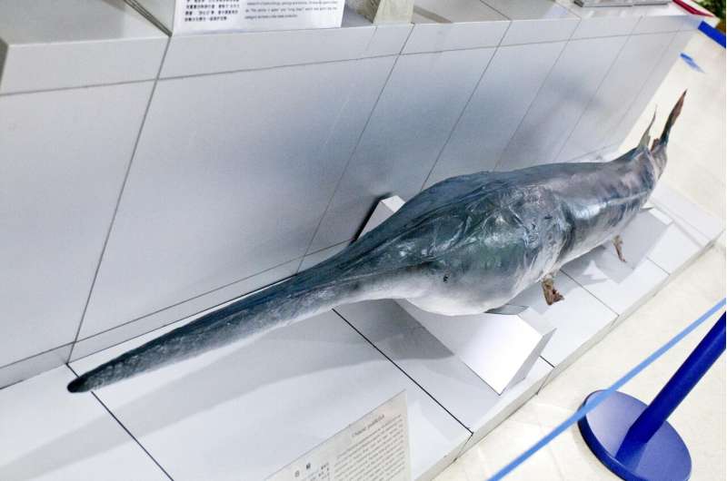Researchers announce extinction of the Chinese paddlefish