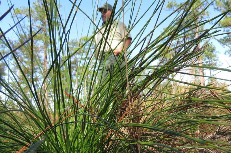 Restoring longleaf pines, keystone of once vast ecosystems