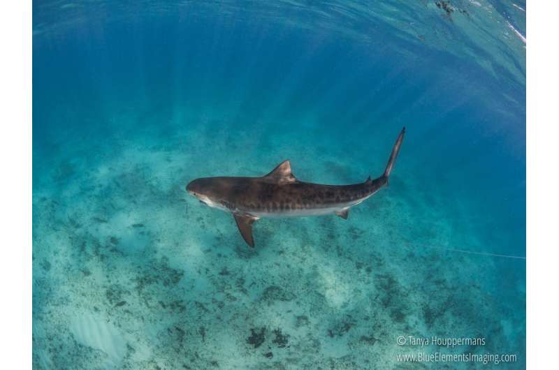 Scientists at work: Uncovering the mystery of when and where sharks give birth