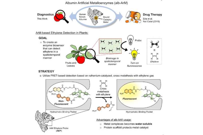 Scientists develop “metalloenzye” biosensor for monitoring ethylene levels in fruits