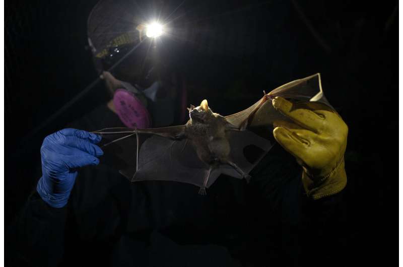 Scientists focus on bats for clues to prevent next pandemic