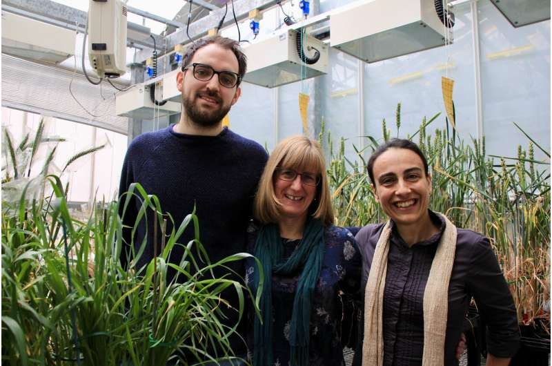 Scientists take a step closer to heat-tolerant wheat