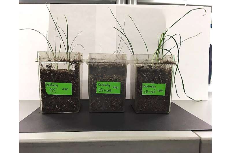Scientists use bacteria to help plants grow in salty soil