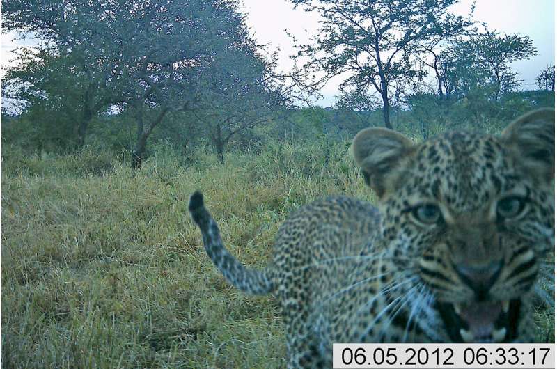 Serengeti leopard population densities healthy but vary seasonally, study finds