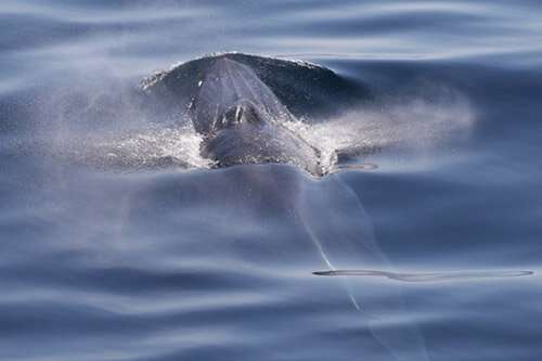 Using sound and environmental DNA to find an elusive, endangered whale