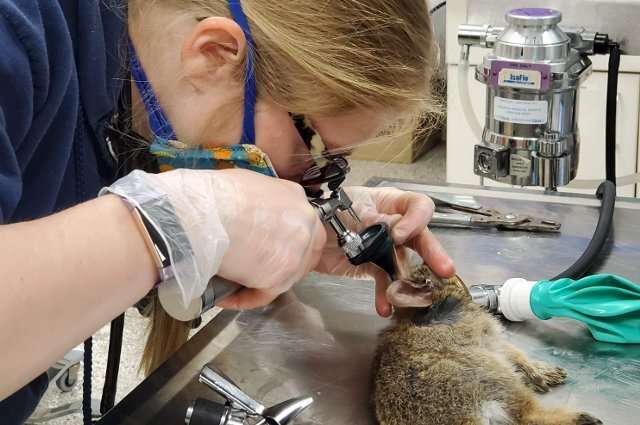 Veterinarians urge pet owners to prepare for the arrival of rabbit hemorrhagic disease