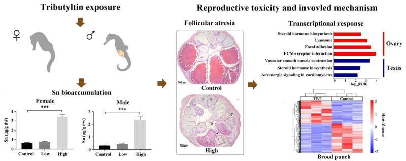 Researchers reveal negative effects of tributyltin on the reproductive system of seahorses