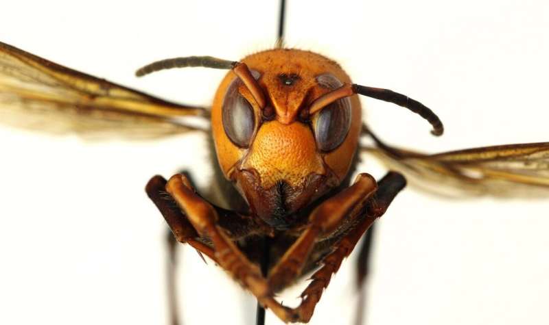 Scientists predict potential spread, habitat of invasive Asian giant hornet