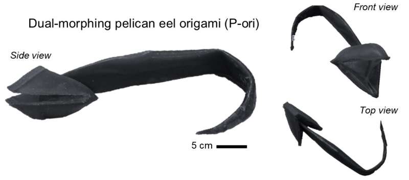 A pelican eel-inspired robotic architecture that embodies origami unfolding and skin stretching mechanisms