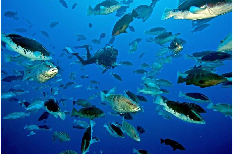 Collaborative conservation approach for endangered reef fish yields dramatic results