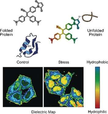 Molecular probe maps misfolded proteome state in live cells